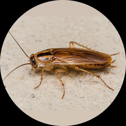 German Cockroach Blattella germanica