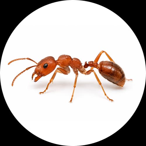 Red Ants Family Formicidae