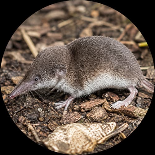 Shrew Family Soricidae
