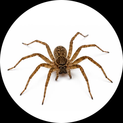 Spiders Order Araneae
