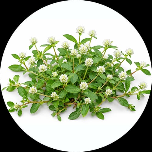 Weeds as Pest Unwanted Vegetation