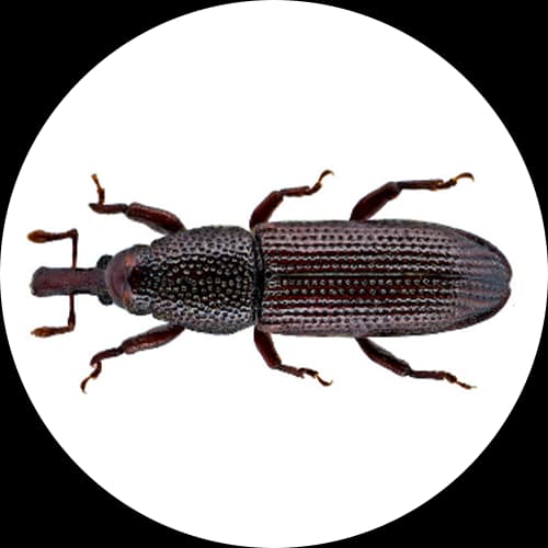 Wood Borers Wood Boring Beetles