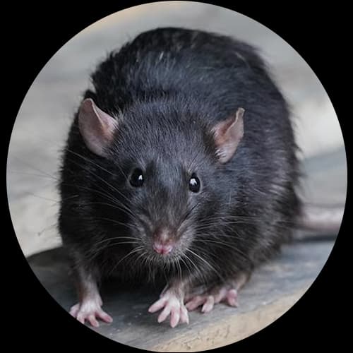 Shrew Family Soricidae