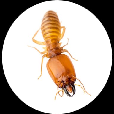 Termite