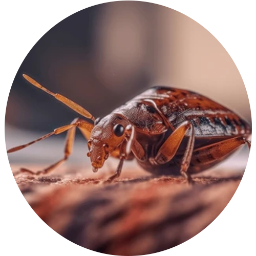 Bed Bug Pest Control Services in Bangalore