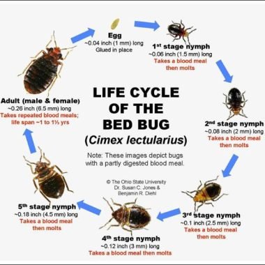 Bed Bugs Life Cycle