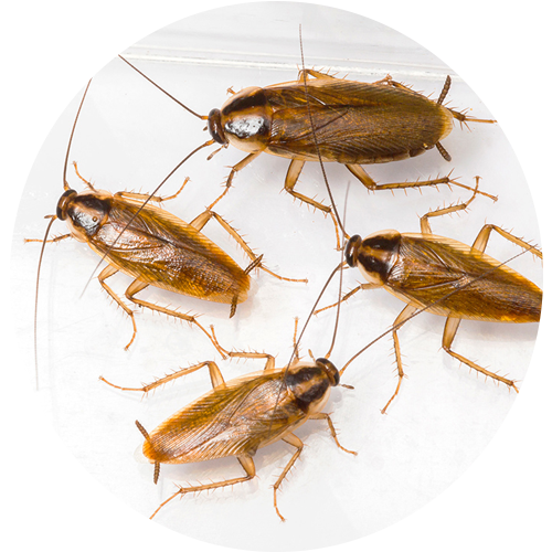 Cockroach Pest Control Bangalore