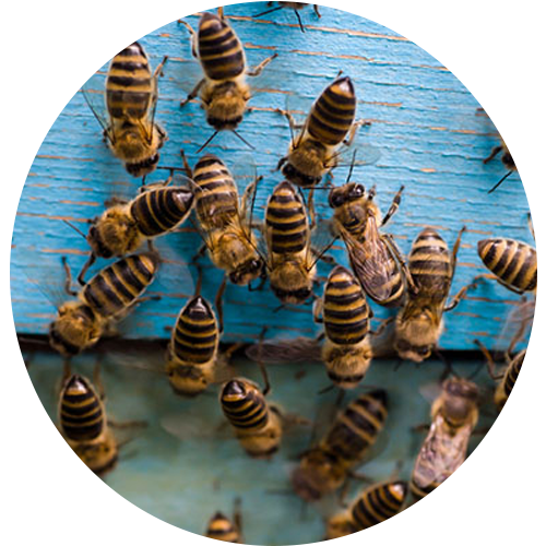 Beehive Removal Bangalore