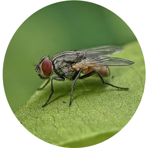 Fly Pest Control in Bangalore