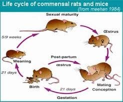 Rodent Life Cycle