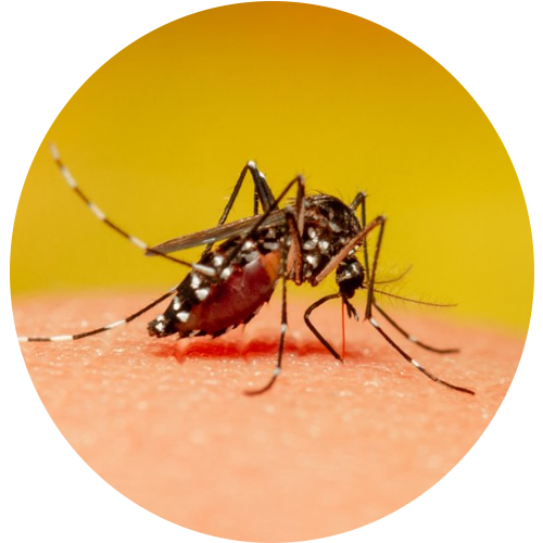 Mosquito Control Services in Bangalore