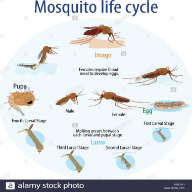 Mosquito Life Cycle