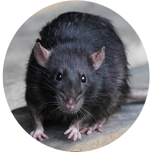 Rodent Control Bangalore