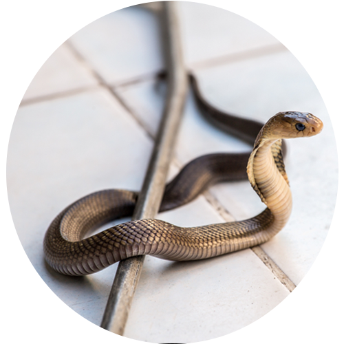 Snake Control Bangalore