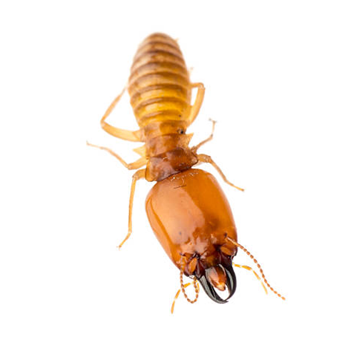 Termite Control Bangalore