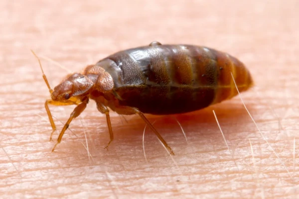 Bed Bug Control