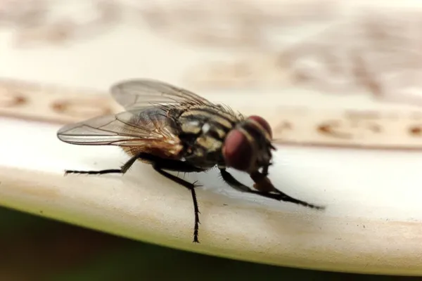 Fly Control