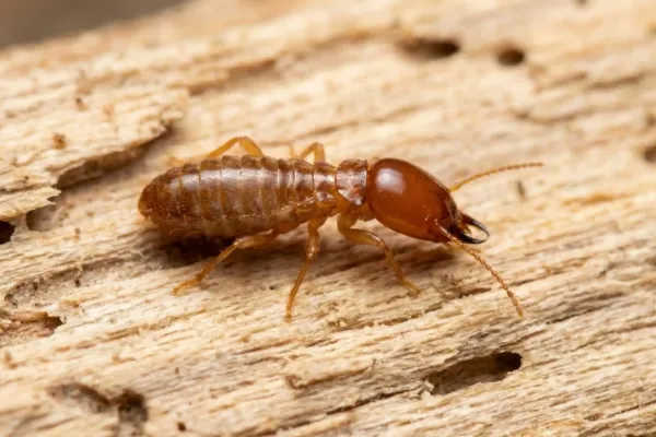Termite Control