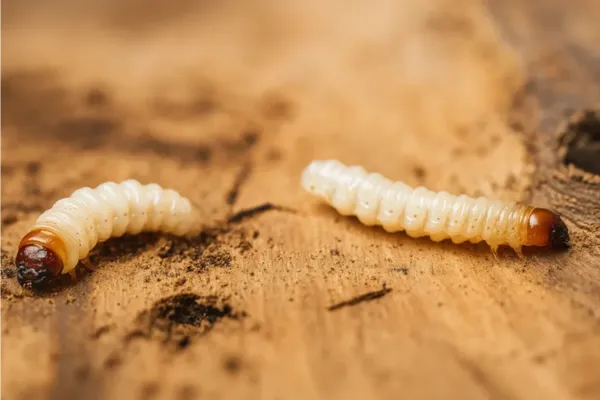 Wood Borer
